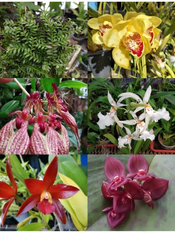 Мини-выставка мини-орхидей