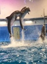 Шоу-программа в дельфинарии "Океан"